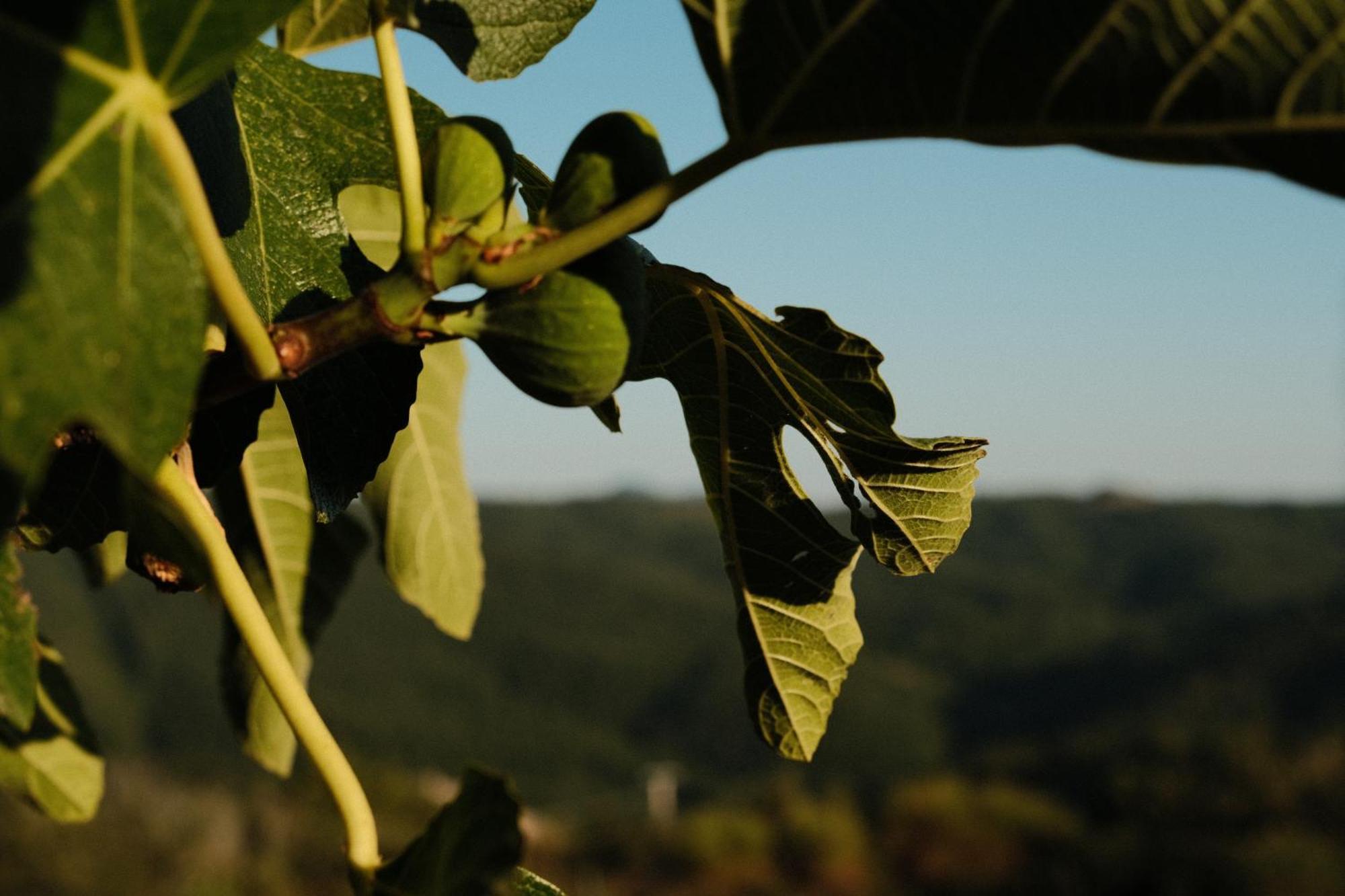 Vin Hotel - Wine Resort And Agriturismo Montieri Εξωτερικό φωτογραφία