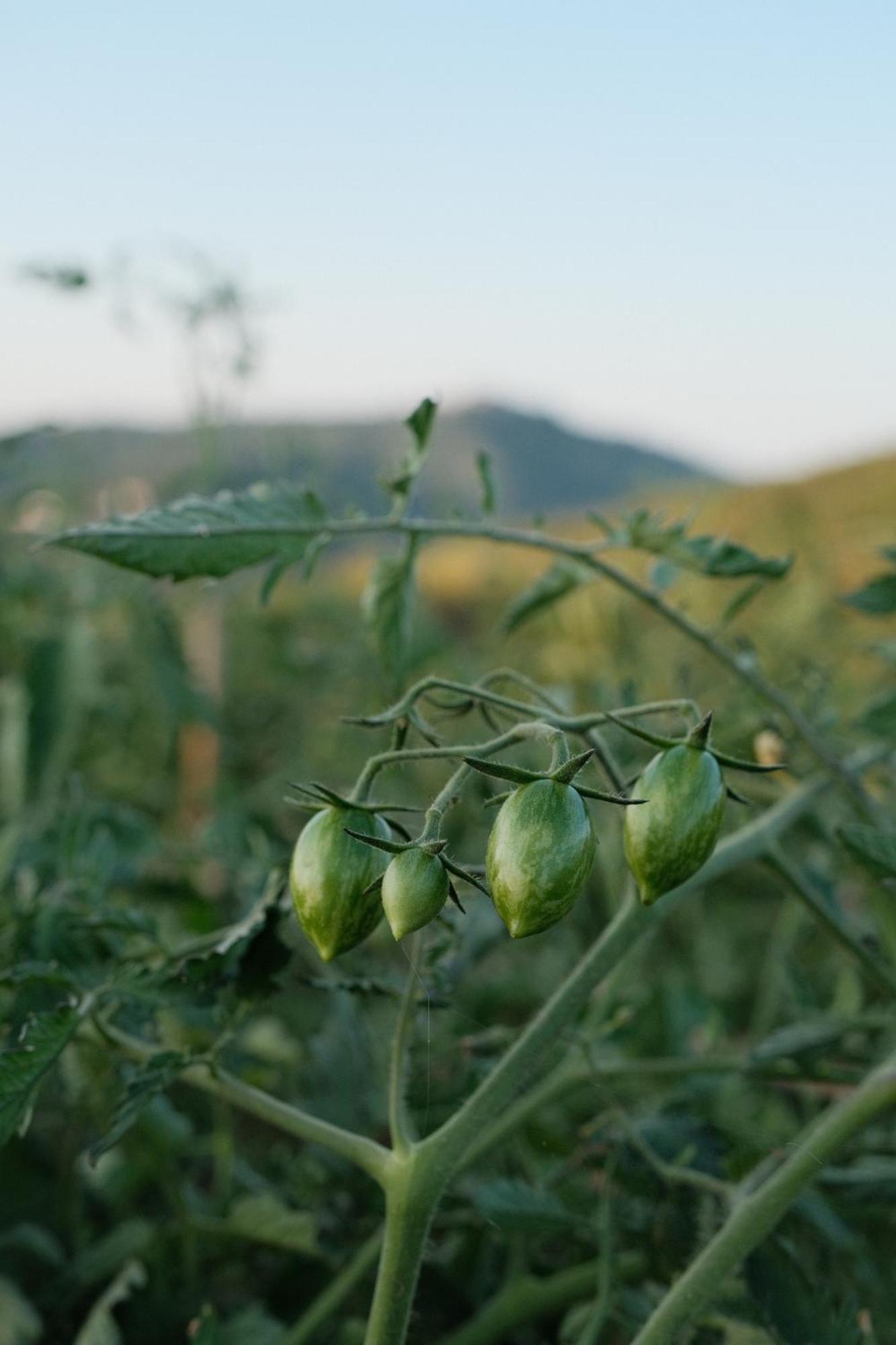 Vin Hotel - Wine Resort And Agriturismo Montieri Εξωτερικό φωτογραφία